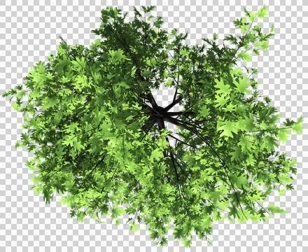 Oak tree top view isolated - 3d rendering Stock Illustration