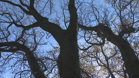 Oak tree tops spin around Stock Footage 8647281