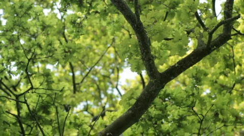 Oak Tree Track Stock Footage 4762234