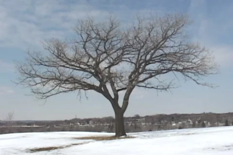 Oak tree transition from Winter to Spring Video stock 234088033