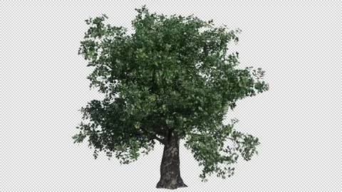Oak Tree with transparent (alpha) background Stock-Footage 240778327