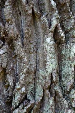 Oak tree trunk with bark Stock Photos