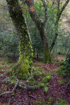 An oak tree with the trunk covered in moss Stock Photos