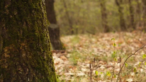 Oak tree trunk with green moss, grass swaying, spring forest light 動画素材 332725258