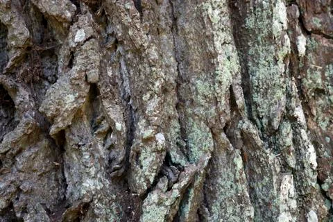 Oak tree trunk Foto stock