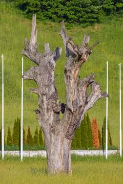 Oak Tree Trunk Stock Photos