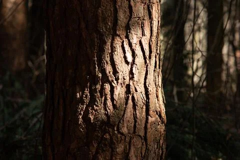 Oak tree trunk portrait in the forest sun light ray low ke Fotos de archivo