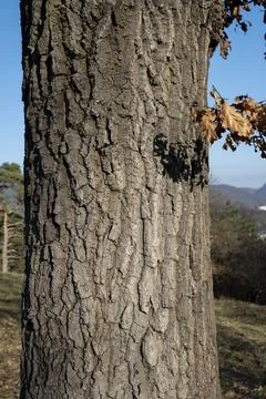 Oak tree trunk. Quercus Tree bark close up. Detail Stock Photos
