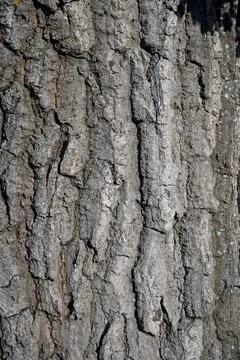 Oak tree trunk. Quercus Tree bark close up. Detail Stock Photos