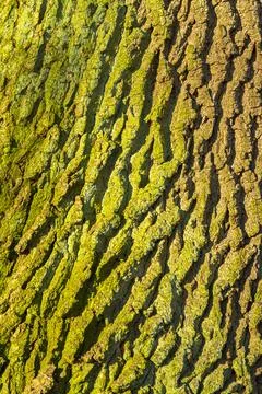 Oak tree trunk rough bark pattern texture background. Foto stock