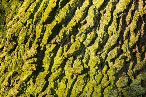 Oak tree trunk rough bark pattern texture background. Stock Photos