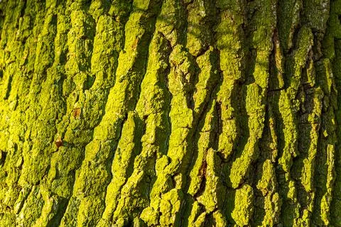 Oak tree trunk rough bark pattern texture background. Stock Photos