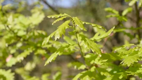 Oak tree twig with young leaves sways in light wind close up Stock Footage 339091732