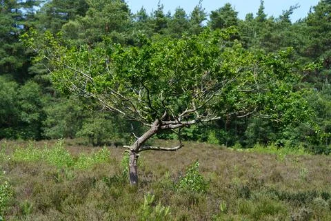 An oak tree with a twisted trunk 库存照片
