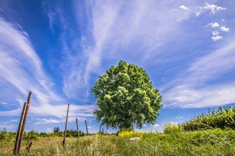 Oak tree under a blue sky Stock Photos
