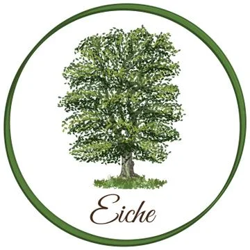 Oak tree as vector drawn with single leaves Illustrazione stock