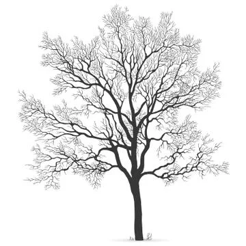 Oak Tree vector silhouette Stock Illustration