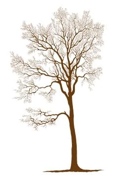 Oak Tree vector silhouette Stock Illustration