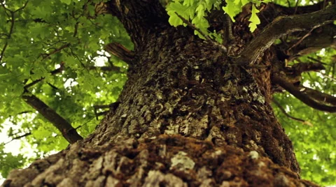 Oak tree - Vertical Dolly Stock-Footage 56977359