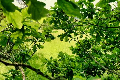 Oak Tree View. Stock Photos