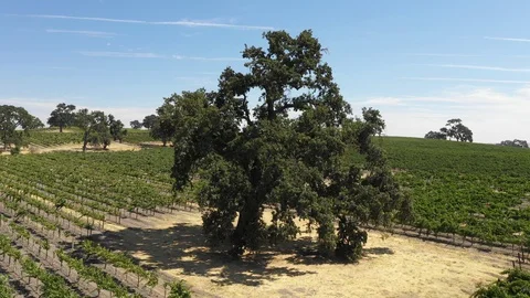 Oak tree in vineyard aerial fly around 4k Stock Footage 94429138