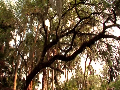 Oak Tree w/ Spanish Moss 2 Stock Footage 8691478