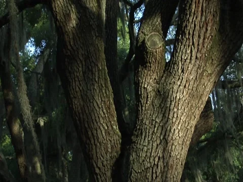 Oak Tree w/ Spanish Moss 1 Stock Footage 8691702