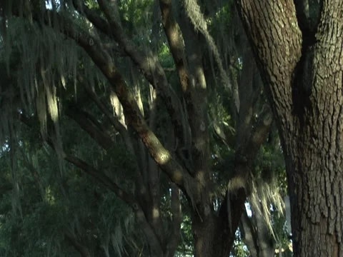 Oak Tree w/ Spanish Moss 4 Stock Footage 8691710