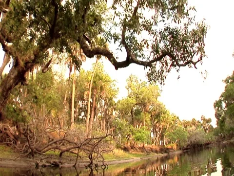 Oak Tree w/ Spanish Moss 3 Stock Footage 8691782