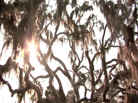 Oak Tree w/ Spanish Moss 12 Stock Footage 8692075