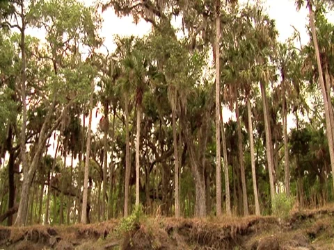 Oak Tree w/ Spanish Moss 11 Stock Footage 8692765