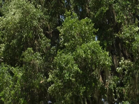 Oak Tree w/ Spanish Moss 8 Stock Footage 8692795