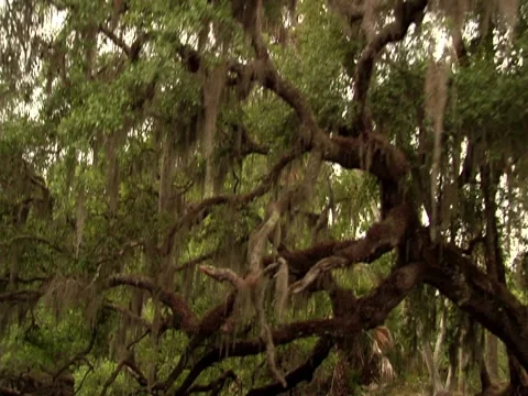Oak Tree w/ Spanish Moss 7 Stock Footage 8693198