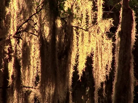 Oak Tree w/ Spanish Moss 5 Stock Footage 8693399