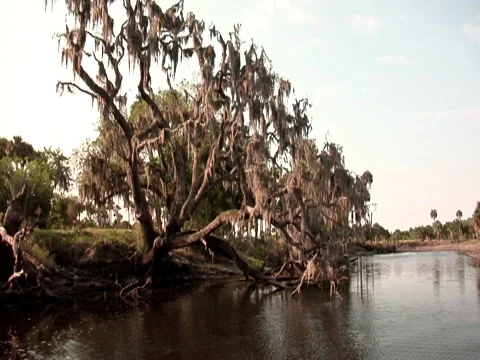 Oak Tree w/ Spanish Moss 6 Stock Footage 8693884
