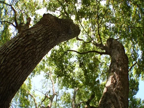 Oak Tree w/ Spanish Moss 10 Stock Footage 8694290