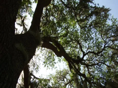 Oak Tree w/ Spanish Moss 9 Stock Footage 8694299