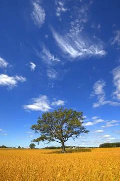 Oak tree in wheat field Stock Photos