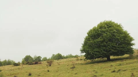 Oak tree, wind blows Stock-Footage 56876888
