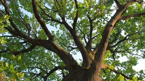 Oak tree in the wind. Stock Footage 140449637