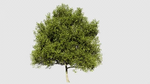 An oak tree in the wind isolated. an oak on alpha channel Stock-Footage 323137429