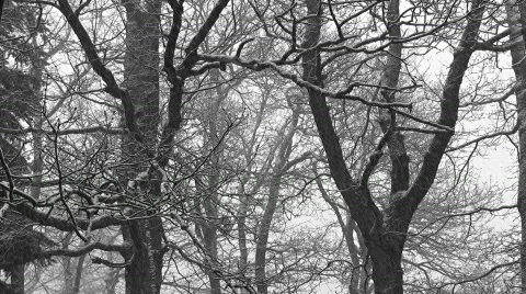 Oak tree in winter Stock Footage 415467