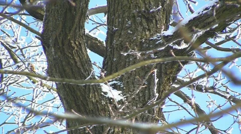 Oak tree in winter Stock Footage 611976