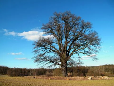 Oak tree without leaves Stock Photos
