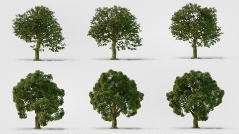 Oak Trees 4k Alpha 3D render Video stock 204129069