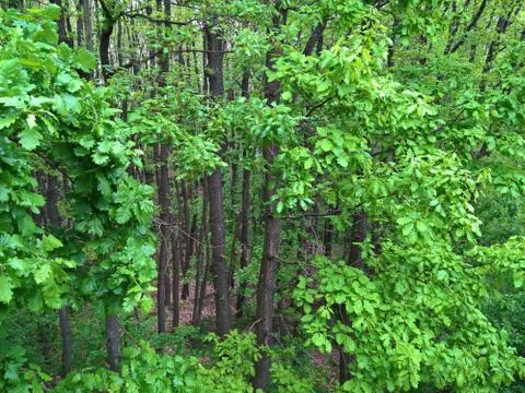 The oak trees after the rain in the spring Stock Photos