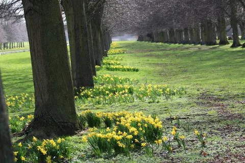Oak trees and daffodils Stock Photos