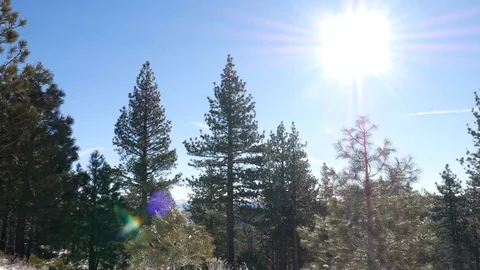 Oak Trees and snow Stock-Footage 104203613