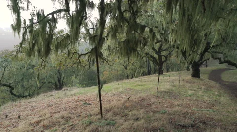 Oak trees and trail with Spanish Moss Stock Footage