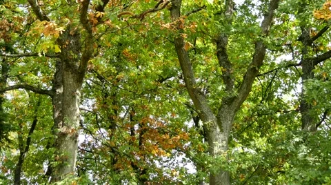 Oak trees in autumn (time lapse) Stock Footage 43091355